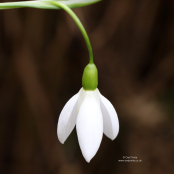 Galanthus nivalis 'Melvillei'