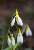 Galanthus plicatus 'Wendy's Gold'