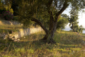 An Olive Grove at Sunrise