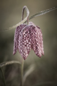 Snake Head Fritillary