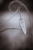 Snake Head Fritillary