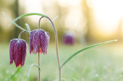 Snake Head Fritillary