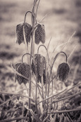 Snake Head Fritillary