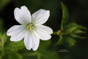 Geranium nodosum 'Wreighburn House White'