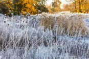 Ghosts of Summer at Trentham Gardens