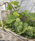 Grape harvest