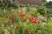 Poppy Profusion