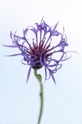 Greater Knapweed