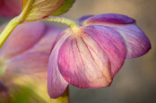 Early Morning Hellebore