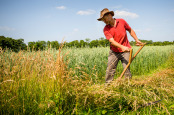 Scything