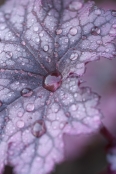 Heuchera 'Plum Pudding'