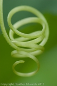 Squash tendril