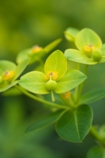 Euphorbia wallichii