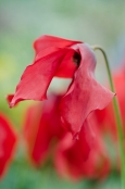 Meconopsis punicea