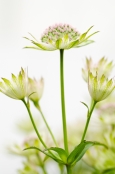 Astrantia 'Buckland'