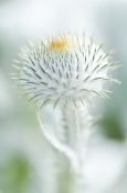 Onopordum acanthium - Scottish or Cotton Thistle