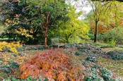 Acers and Cyclamen in a Wiltshire garden