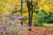 Euonymus alata and Fagus sylvatica in Autumn