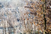 Hoar frost on Fagus Sylvatica