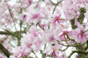 Magnolia at Forde Abbey