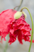 Meconopsis punicea