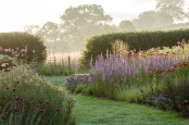 Early morning perennial border with Lythrum salicaria 'Blush'