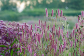 Sanguisorba 'Blackthorn'