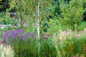 Betula with Autumn Asters