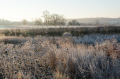 Frosted prairie