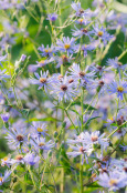 Aster macrophyllus 'Twilight'