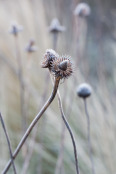 Frosted seed head of Echinacea pallida