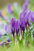 Emerging flowers of Crocus Vernus