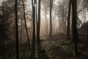 Woodland Winter Sunrise