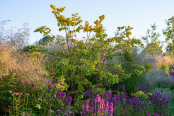 Perennial garden at sunrise