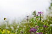 A tangle of Vetch