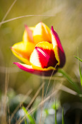 Grasses blowing around tulip