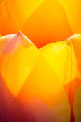 Sun busting through tulip petals