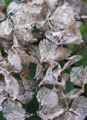 Dried hydrangea flowers