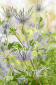 Eryngium alpinum 'Blue Star'