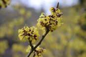 Hamamelis x intermedia 'Advent'