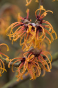 Hamamelis 'Orange Peel'