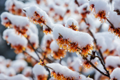 Hamamelis in Winter, Korea National Arboretum