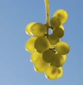 Hanging Harvest