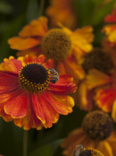 Helenium Flame Orange