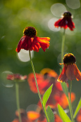 Morning dance with Helenium 'Moerheim Beauty'