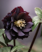 Hellebore Double Black