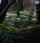 Hellebore Walk