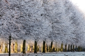 Hoar frost on winter trees