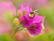 Hoverfly on Bougainvillea flower