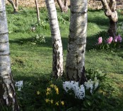 Hyacinth Walk